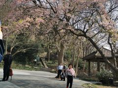 -紫金山山顶公园