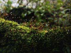 -九峰山