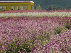 -径山花海