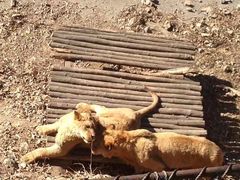 -大连森林动物园