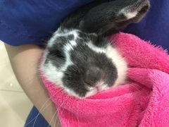 -菲尔斯特宠物医院