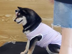 -南京Hallo宠物乐园·哈罗犬舍·柴犬繁育基地