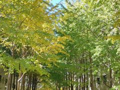 -北京国家会计学院