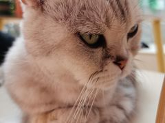 -猫咪派对(江南西店)