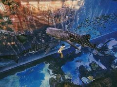 -成都浩海立方海洋公园