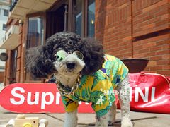 -超宠爱宠物摄影-Super pet