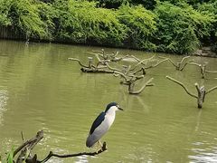 -上海野生动物园