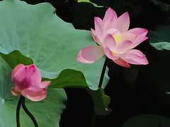 -荔湾湖公园