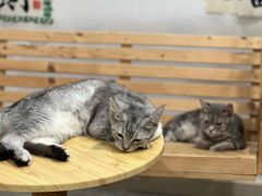 -楼上猫咖(罗湖店)