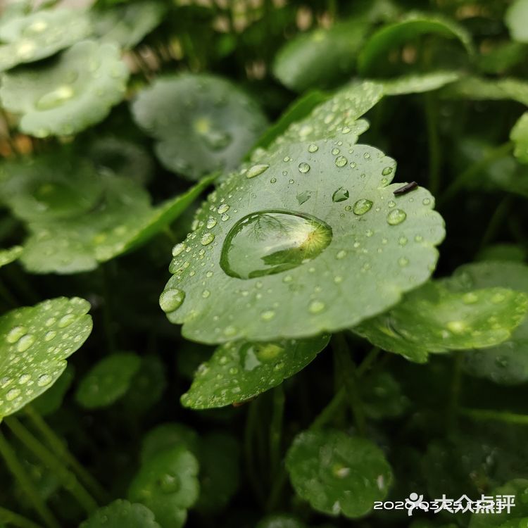 金钱草是一种常见植物，而且是一种中药材，主要功效可预