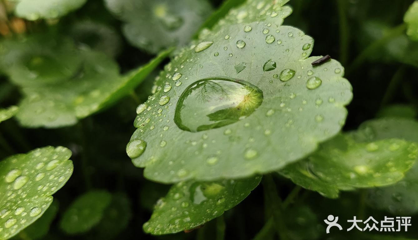 金钱草是一种常见植物，而且是一种中药材，主要功效可预