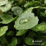 金钱草是一种常见植物，而且是一种中药材，主要功效可预