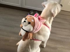 -PAWTOY爪e玩偶店(天兴罗斯福店)