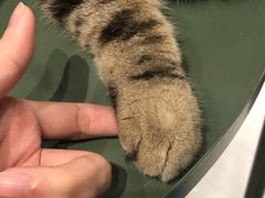 -猫儿山۰猫主题餐厅