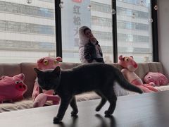 -CIAO·团建聚餐·生日派对轰趴馆(福田店)