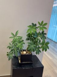 -花隐瑜伽·普拉提·红绳