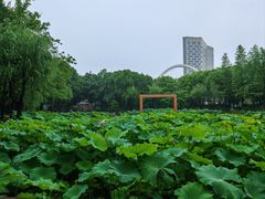 -陈家山荷花公园
