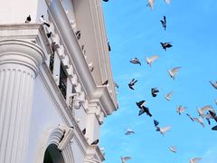 -三里屯东五街银杏大道