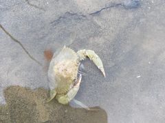 -南汇新城海滩