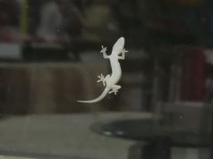 -荔枝红五号农庄