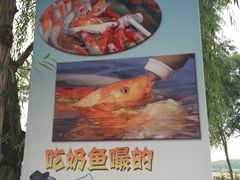 -白洋淀景区