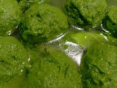 翡翠圆子汤-柏合黄记豆腐皮饭店