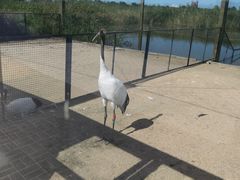 -盐城丹顶鹤湿地生态旅游区