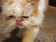 -more than meow吴止猫主题餐厅(承德 中船汇店)