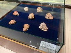 -青岛贝壳博物馆