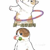 注意！前方有猫咪出没