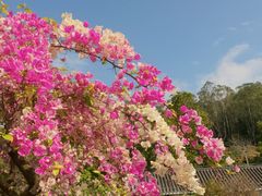 -东莞植物园
