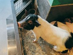 -昆明大悦城未来动物城(螺蛳湾中心店)