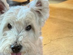 -百好乐宠物友好餐厅(朝外大街店)