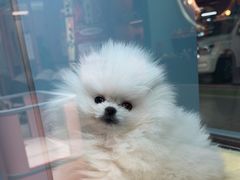 -FAELING PETS美天灵宠物(合生汇店)