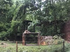 -清迈夜间动物园