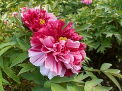 -莲花池公园