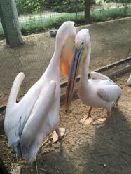 点击看大图 -萌宠亲子动物乐园(槐房万达店)