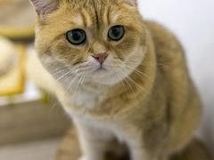 -柴迷FANS CLUB·柴犬狗咖·猫咖