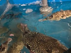 -天正河鲀·河豚亭(大连店)