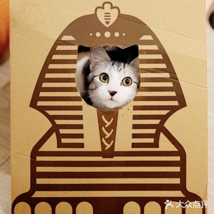 帕贝斯特猫花园|埃及艳后的万圣夜🎃🎃