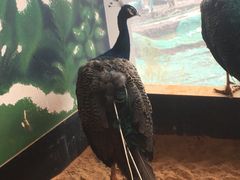 -昆明大悦城未来动物城(螺蛳湾中心店)
