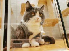 -momokira米努特·德文卷毛猫·棉花面纱犬