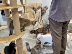 -楼上猫咖(罗湖店)