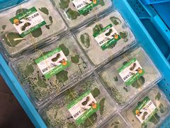-王家沙点心店(西康路店)