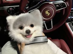 -超跑熊跑车俱乐部