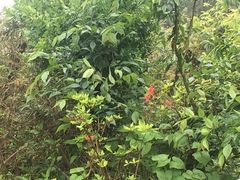 -井冈山风景名胜区-黄洋界