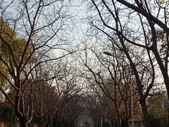 -三里屯东五街银杏大道