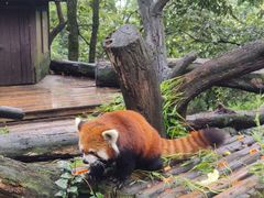 -云南野生动物园