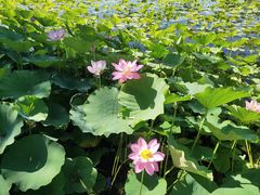 -莲花池公园