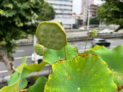 -长春观